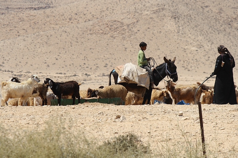 bedouin-herd